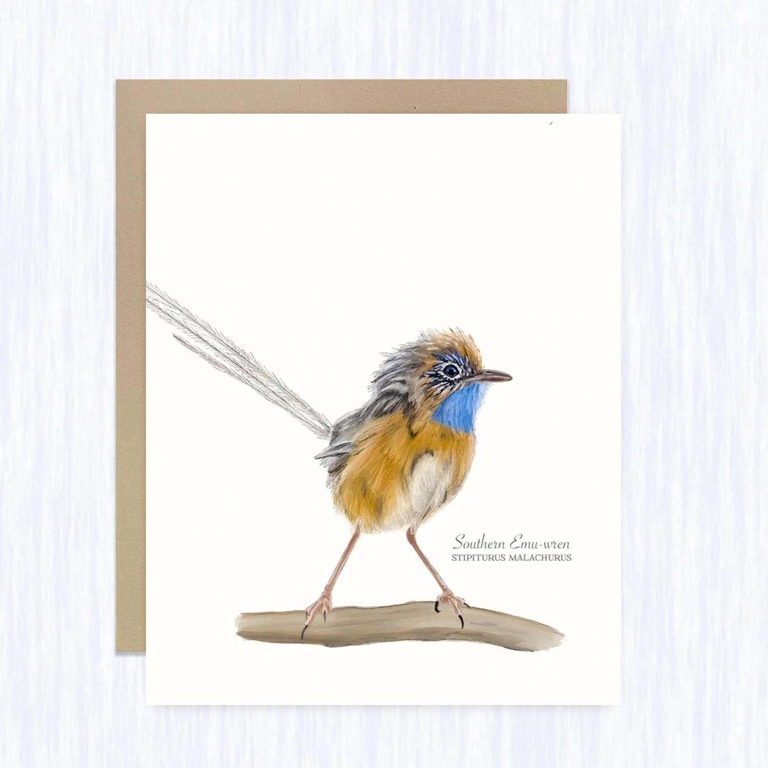 southern_emu-wren_brown_env_fill.jpg