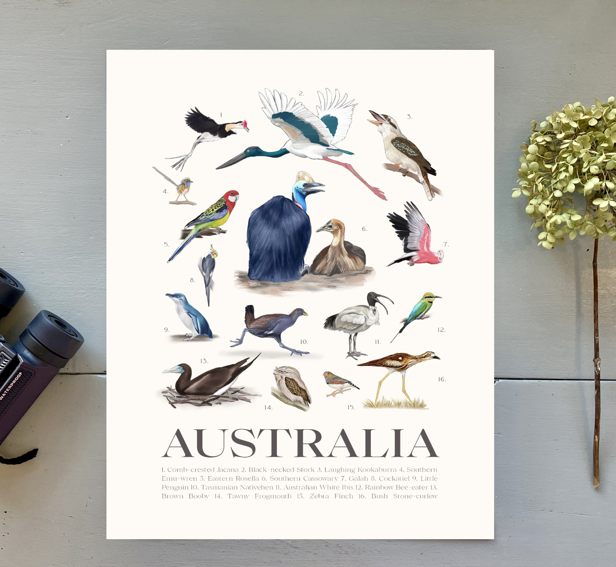 Australian Birds Instructional Print
