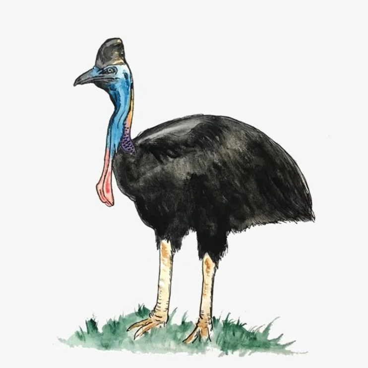 cassowary_grump_solid_fill.jpg