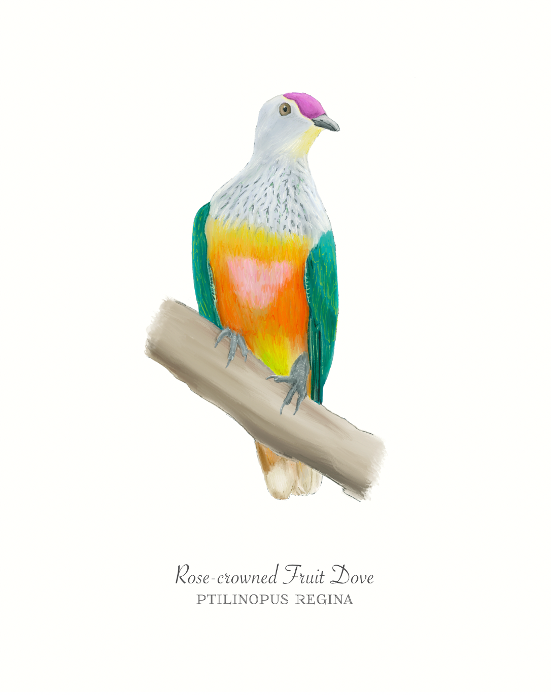 rose-crowned-fruit-dove_psd___33_3___Layer_0__RGB_8___.png