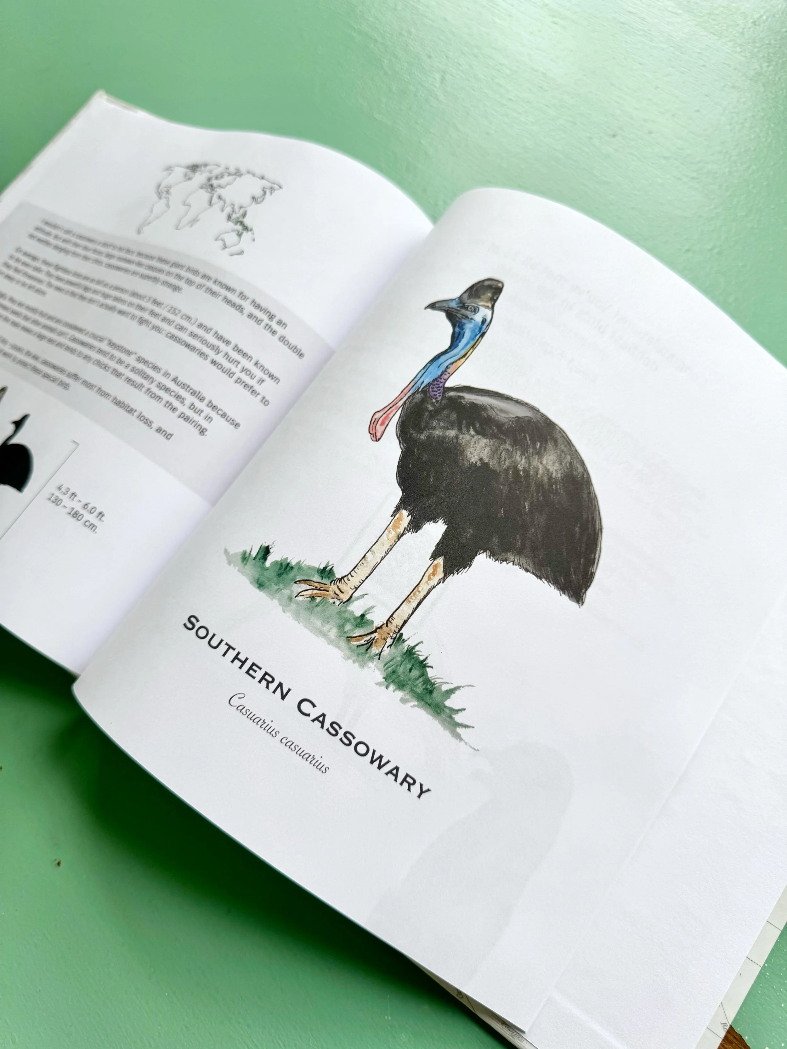 southern_cassowary_spread.jpg