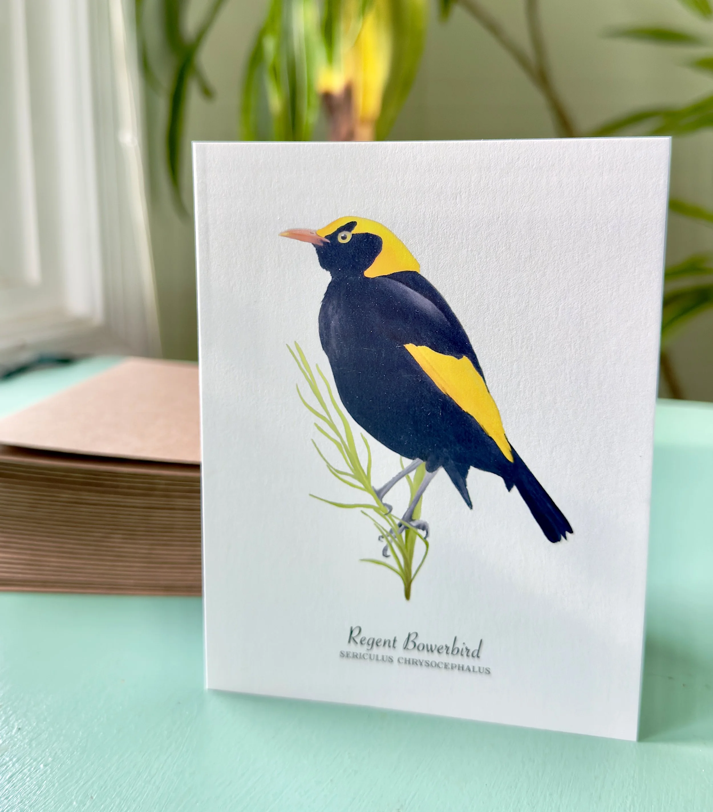 bowerbird_staged.jpg