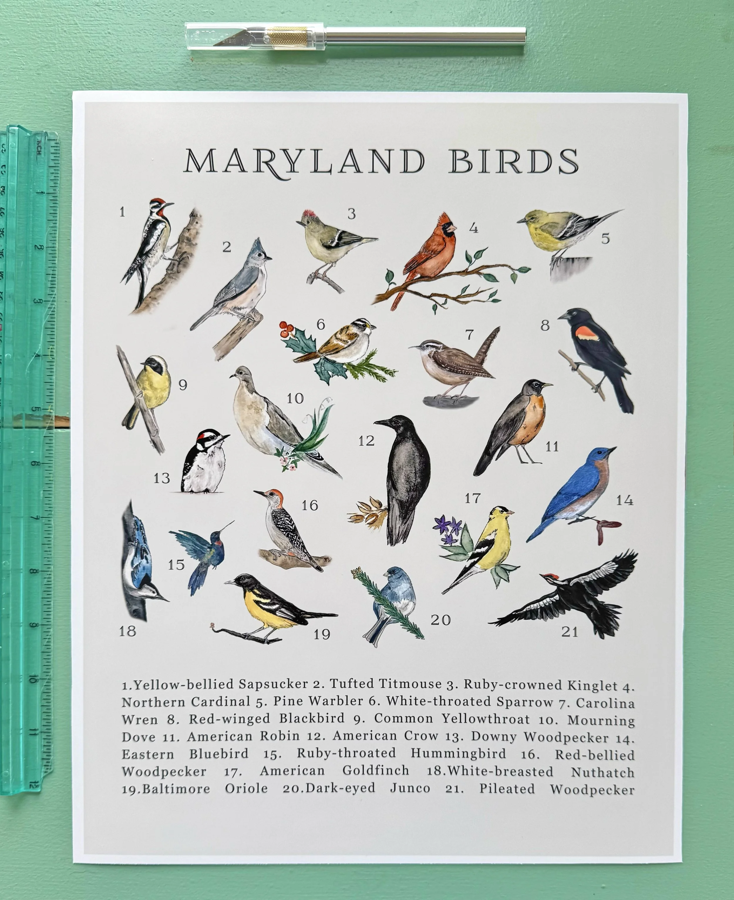 Maryland_Birds_aqua.jpg