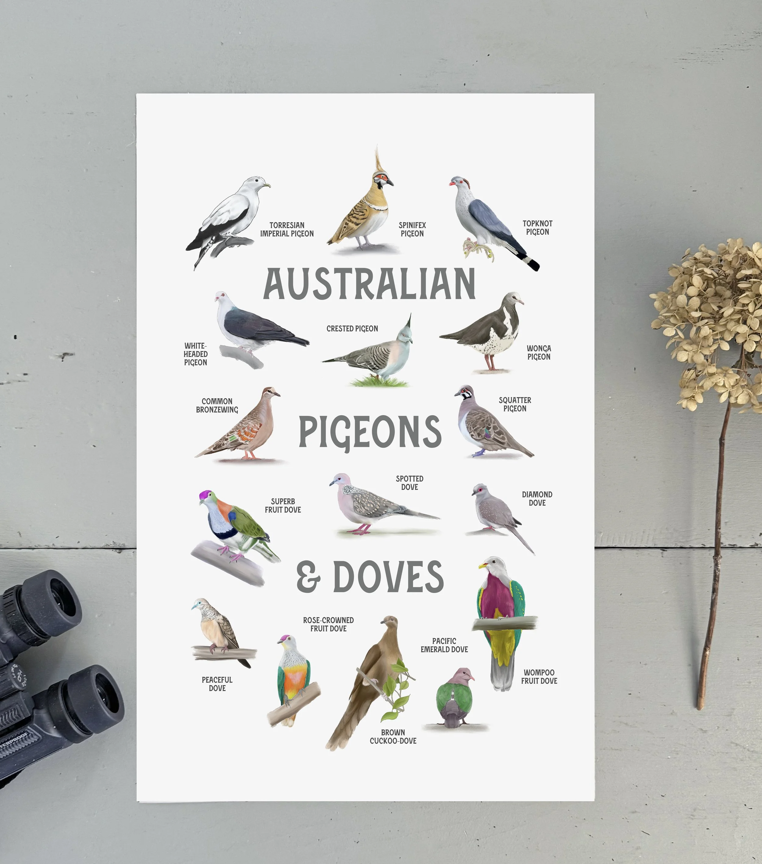 australia_pigeons_staged.jpg