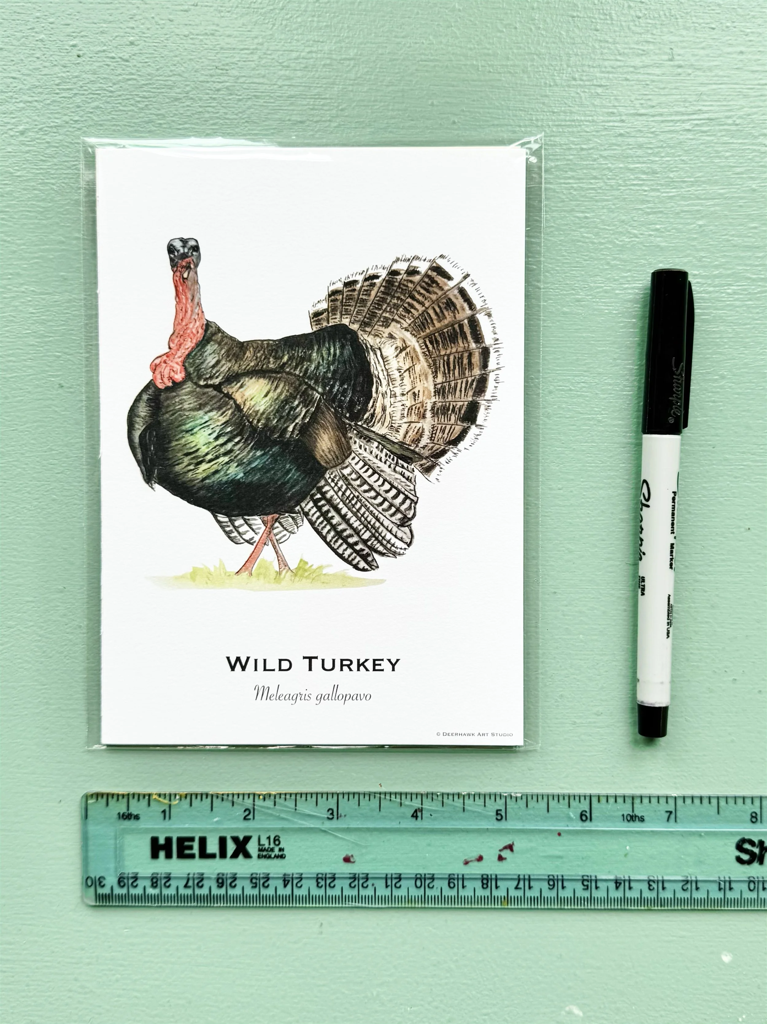 wild_turkey_5x7.jpg