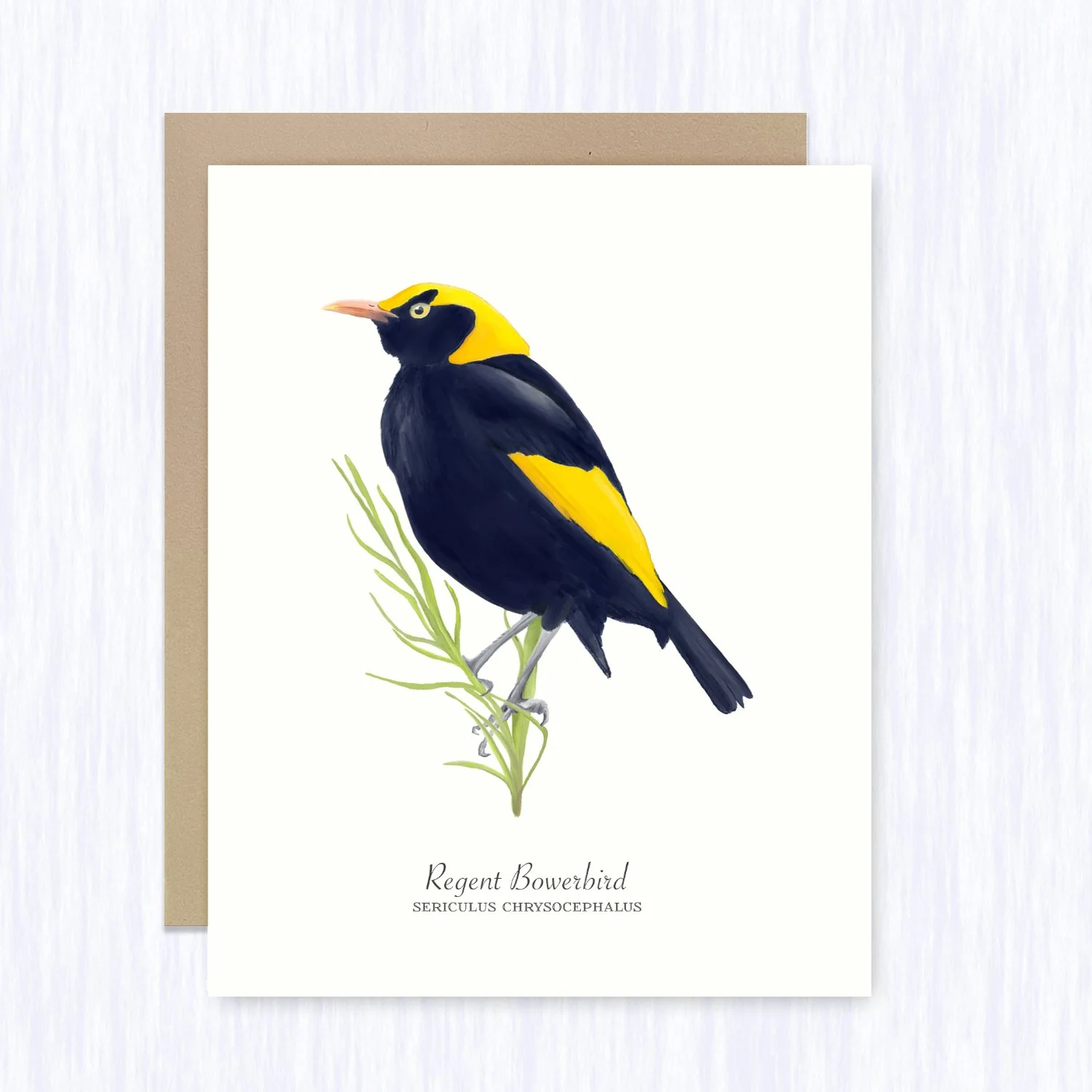 regent_bowerbird_brown_env_fill.jpg
