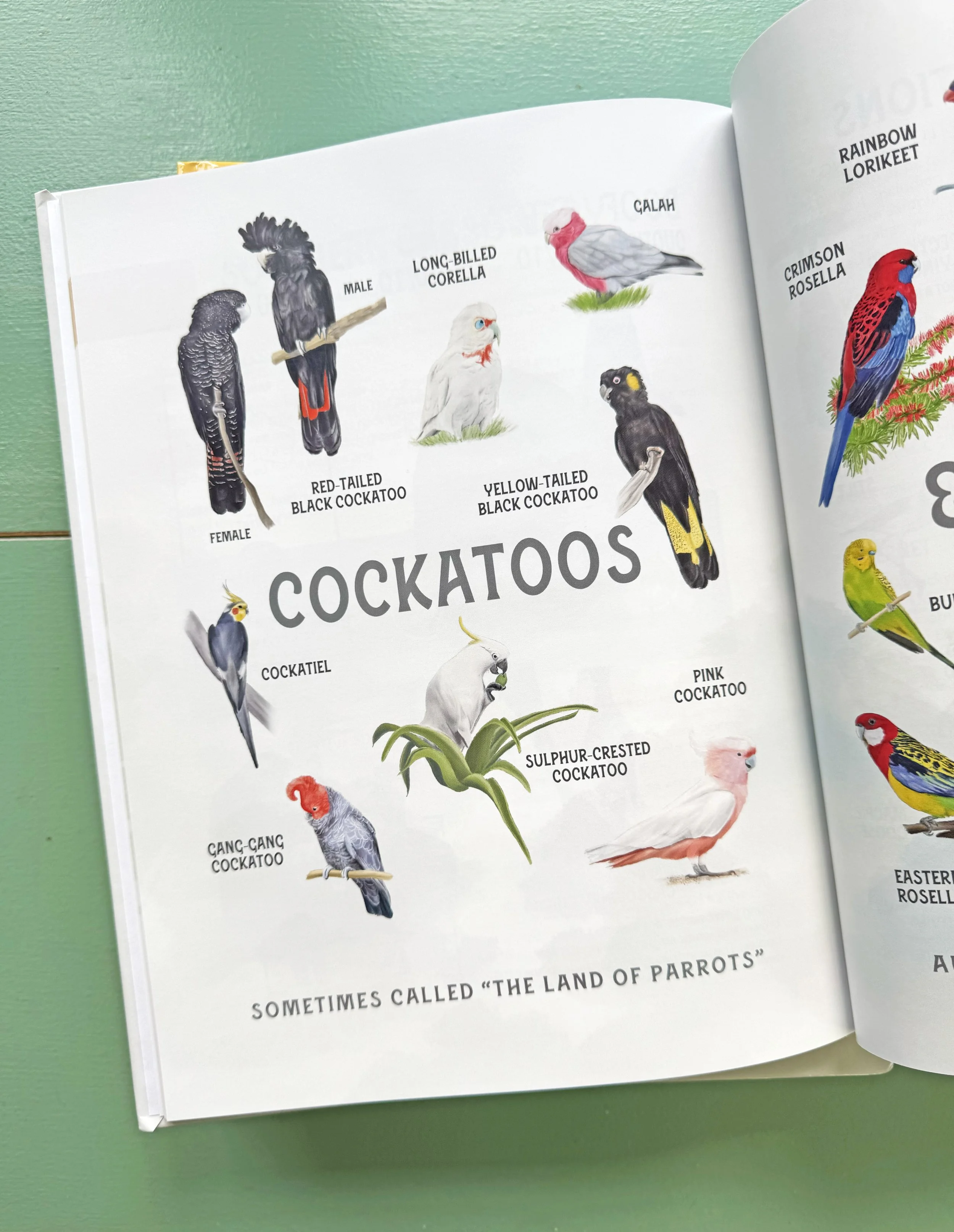 cockatoos_page.jpg
