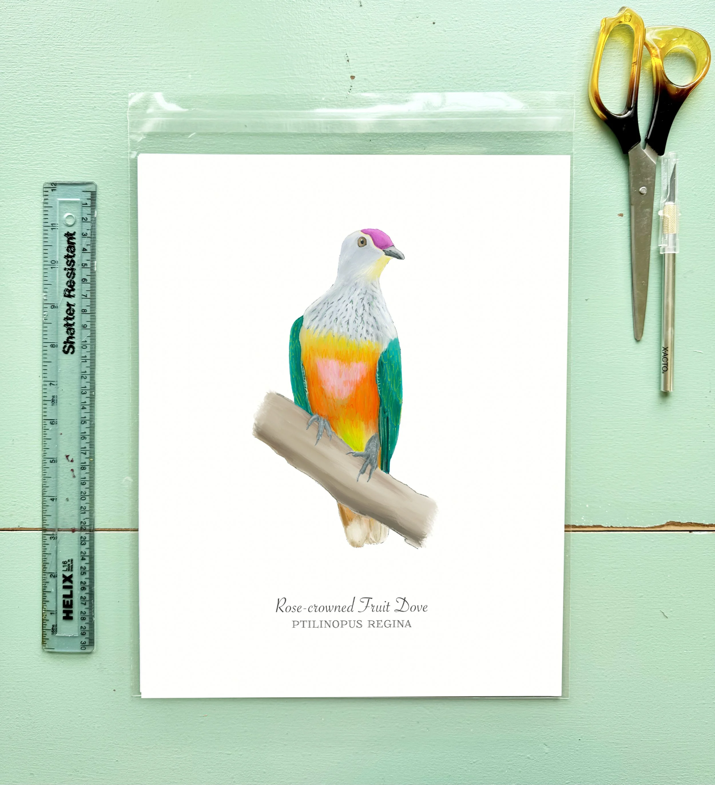 rose-crowned_fruit-dove_staged11x14.jpg