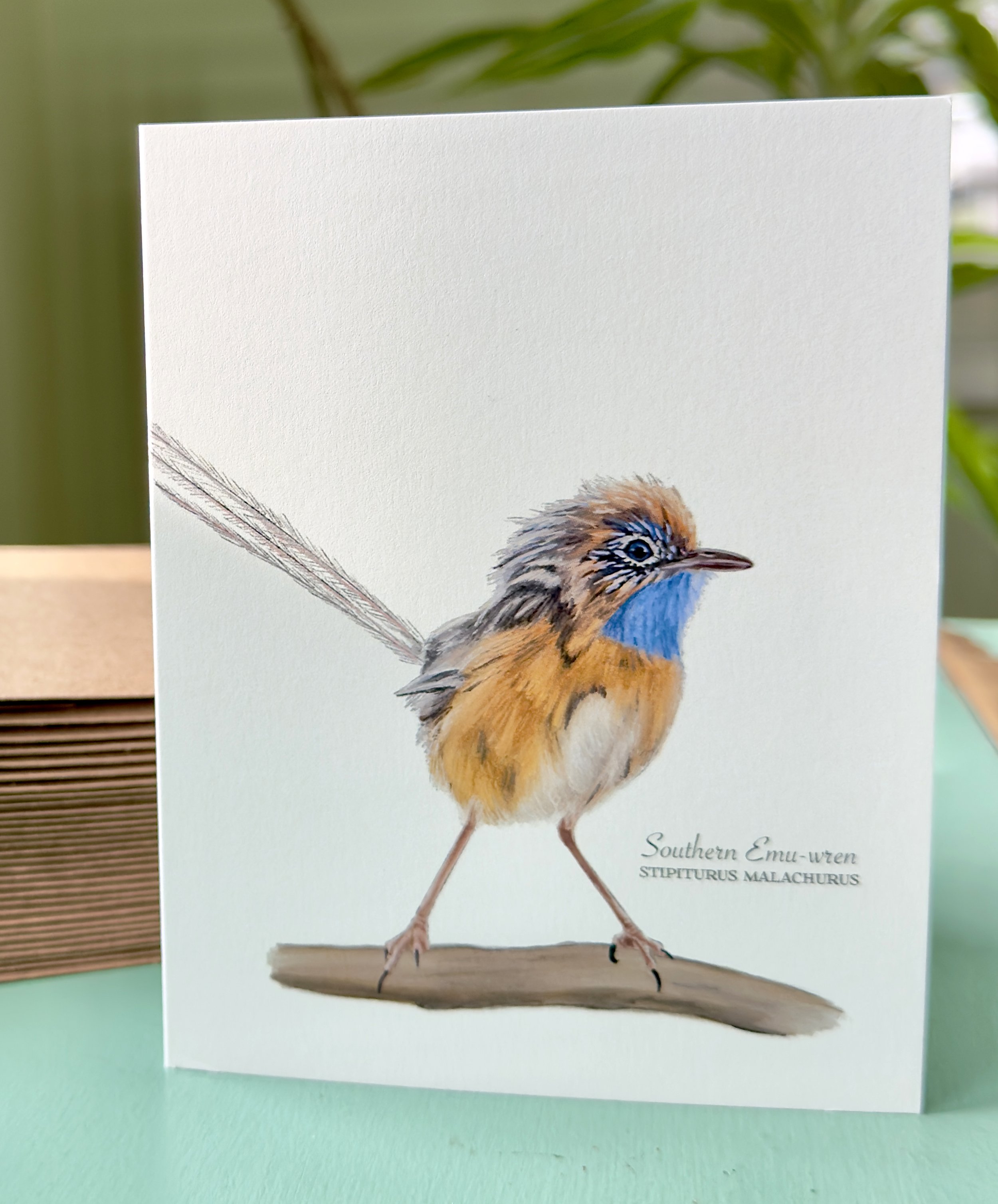 southern_emu-wren_staged.jpg