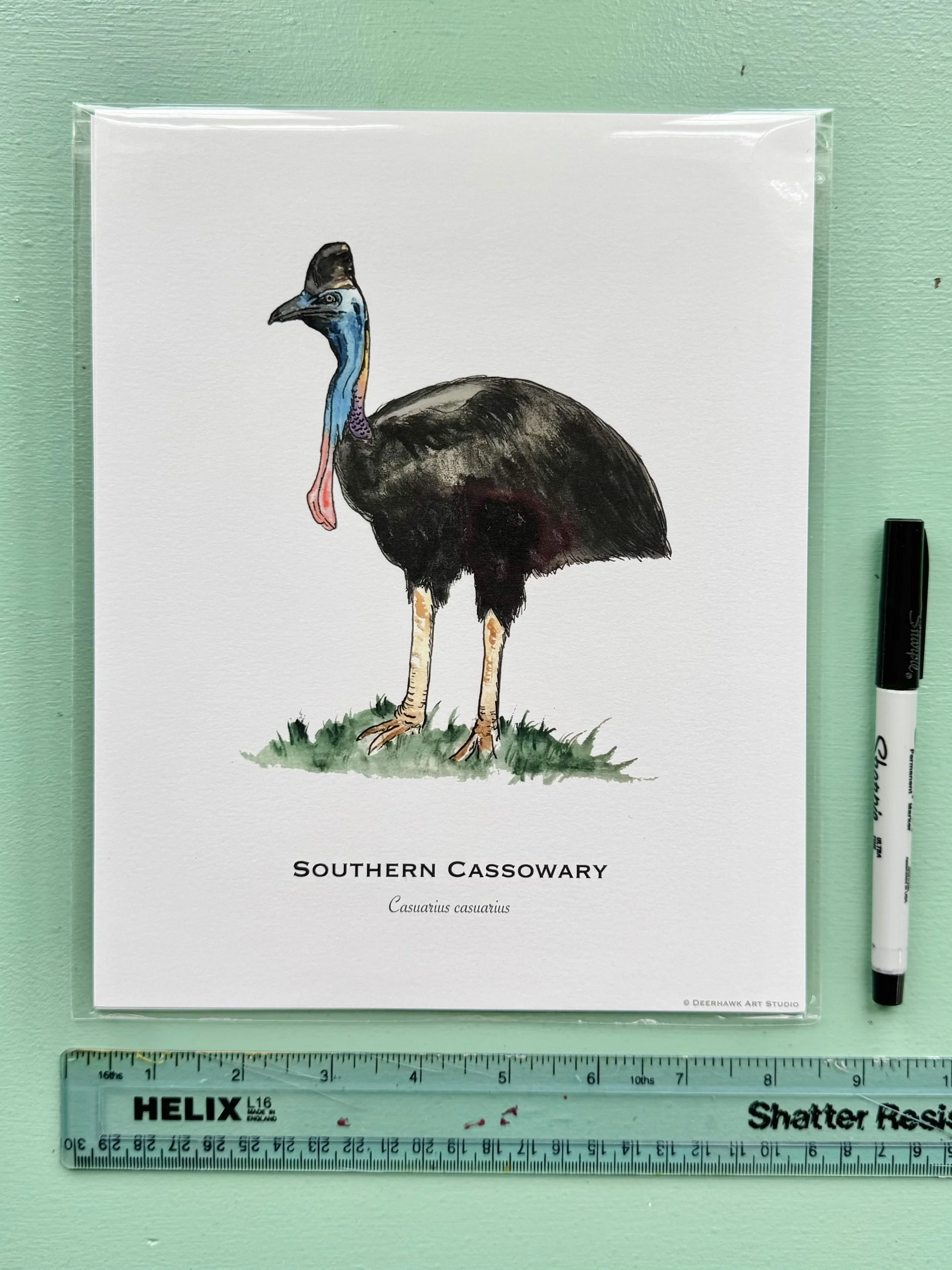 cassowary_8x10_packaged.jpg