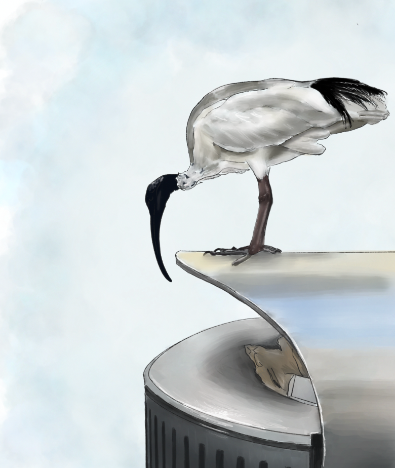 Australian White Ibis (Bin Chicken) looking into a Sydney trash can.