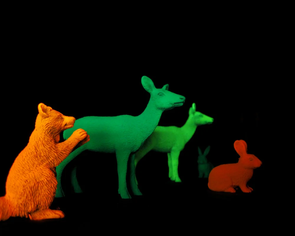 JVS_photo animals-gathering.jpg