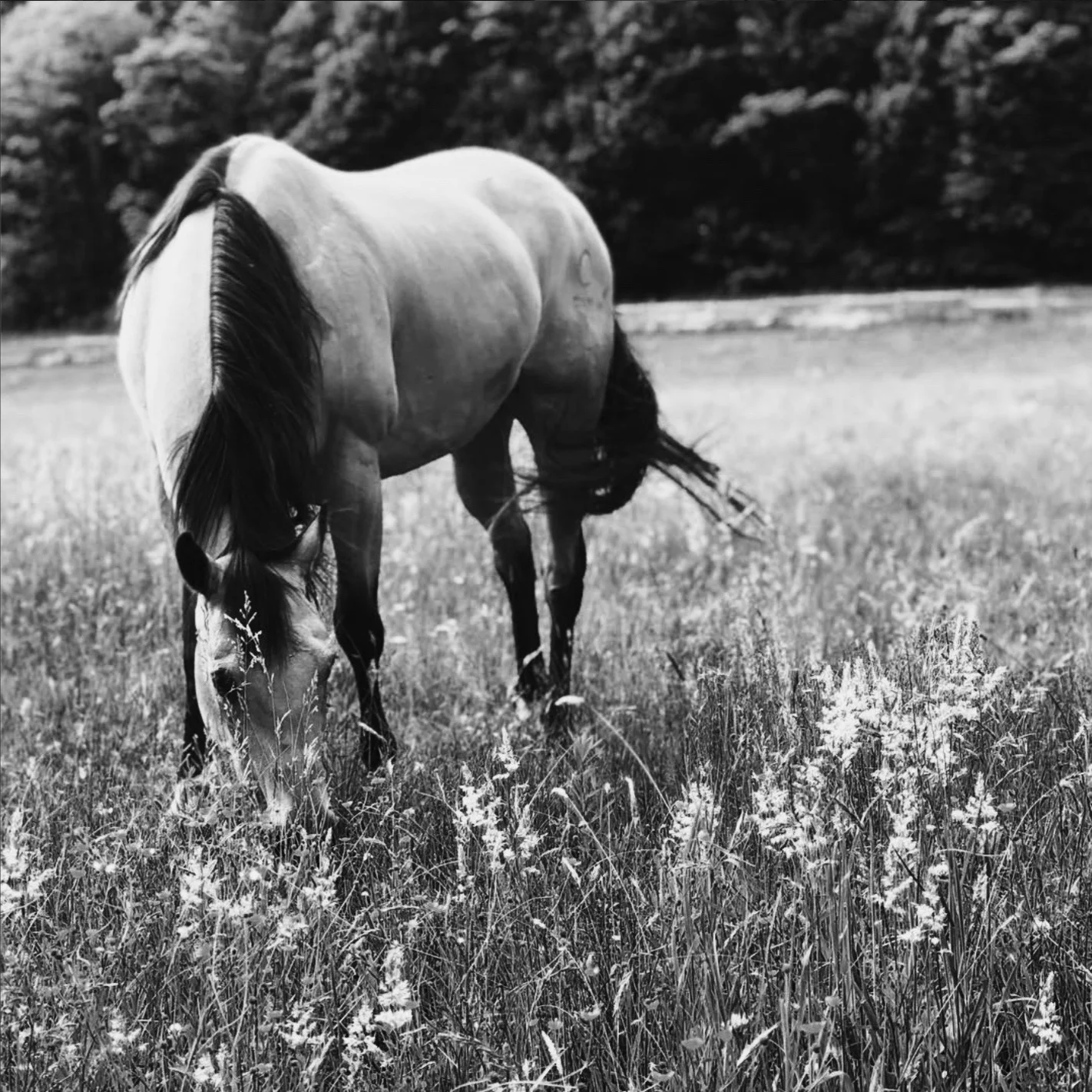 Getting back on the Horse