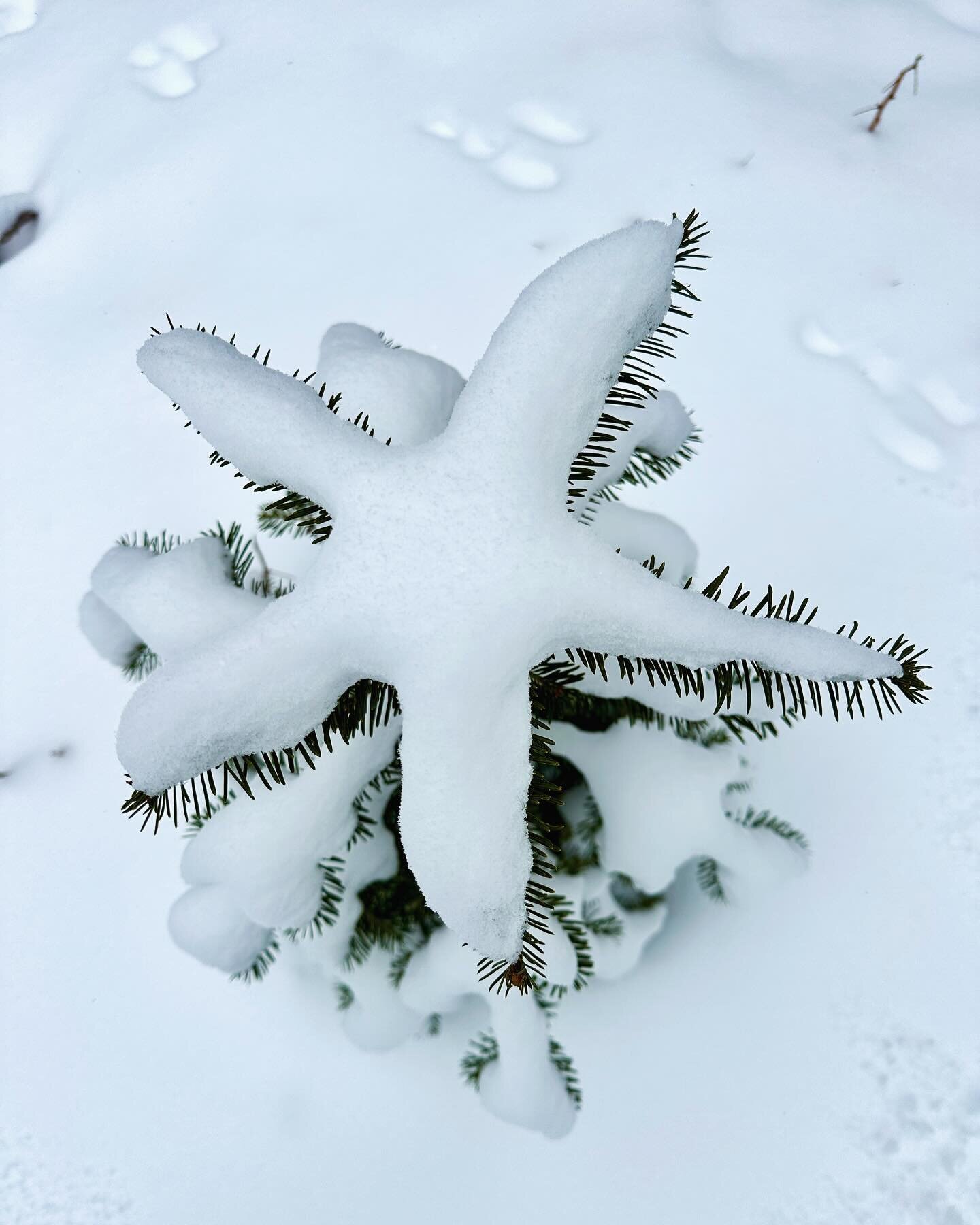 ❄️ Walking in a winter wonderland ❄️ #winter #snow #winterfun #hiking