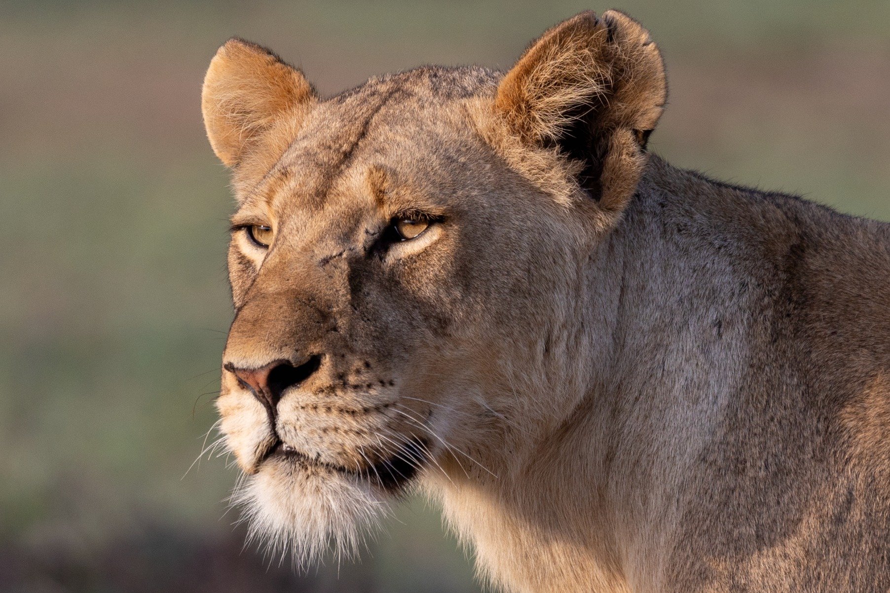 In Africa, the "Big Five" are the lion, leopard, rhinoceros, elephant, and African buffalo. The term was originally coined by big-game hunters to describe the five most difficult animals to hunt on foot. 

Today, the Big Five are a symbol o