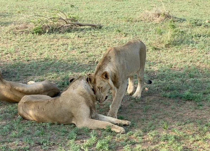 Just a couple of snuggley Lions 🤎💛 Turn up the volume! #photosafari #southafrica #lions #riversummitoutfitters