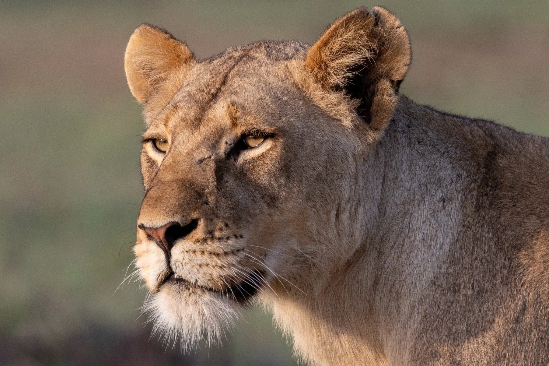 In Africa, the "Big Five" are the lion, leopard, rhinoceros, elephant, and African buffalo. The term was originally coined by big-game hunters to describe the five most difficult animals to hunt on foot. 

Today, the Big Five are a symbol o