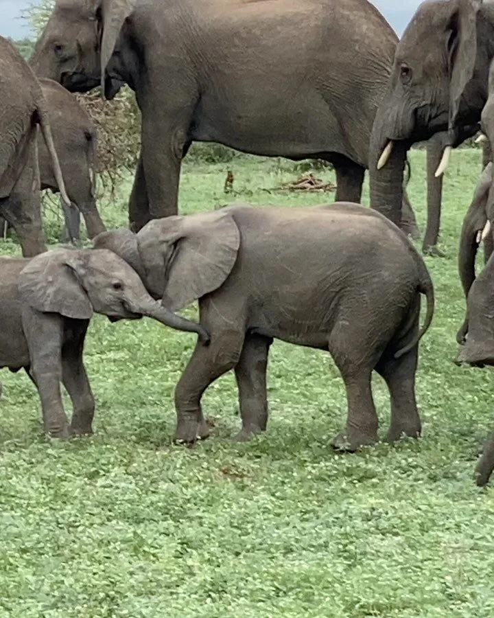 Baby elephants at play - Is there anything more adorbz!? 
#photosafari #southafricasafari #southafrica #riversummitoutfitters #babyelephantsatplay #elephant