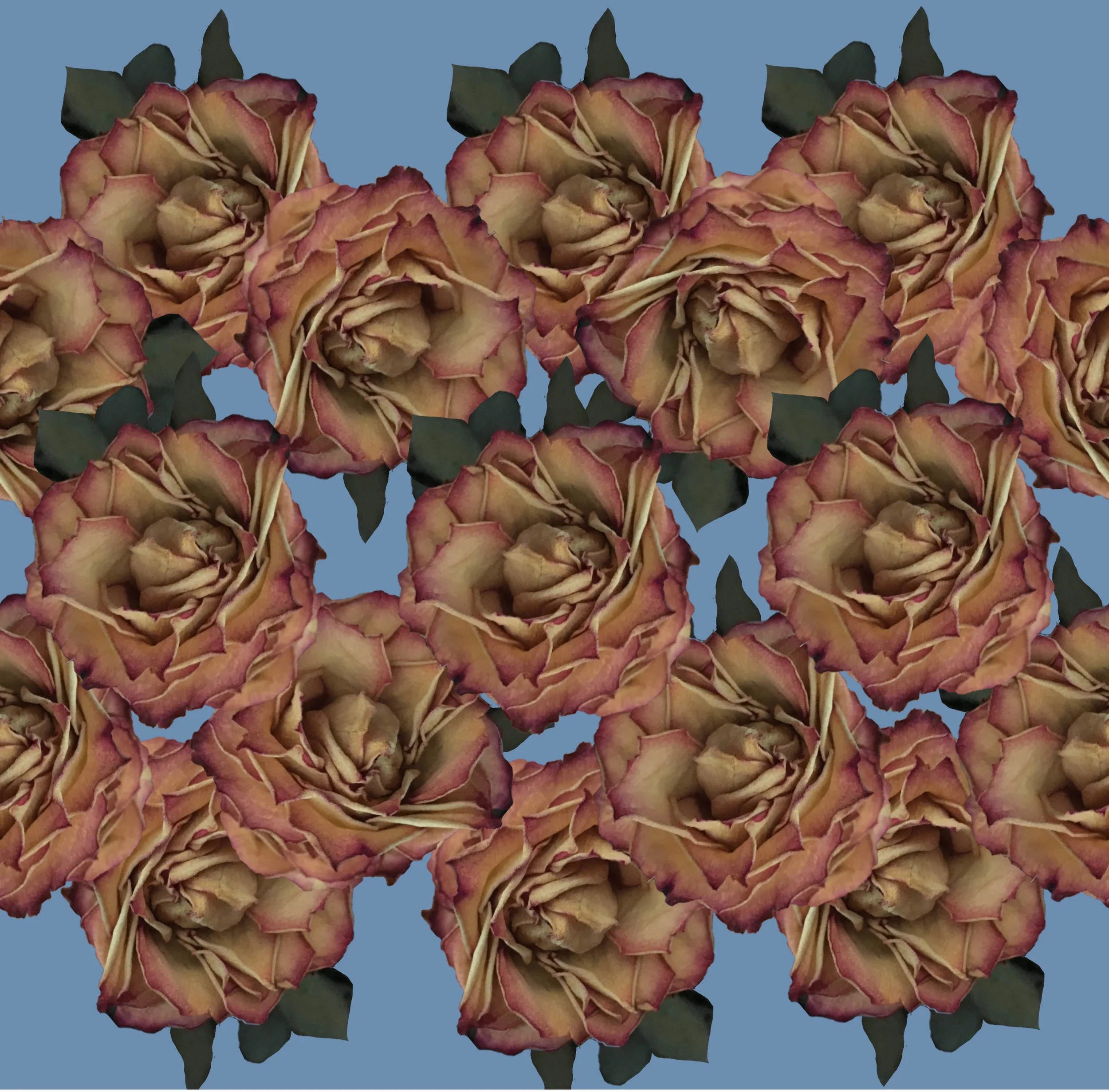 Coming up Roses