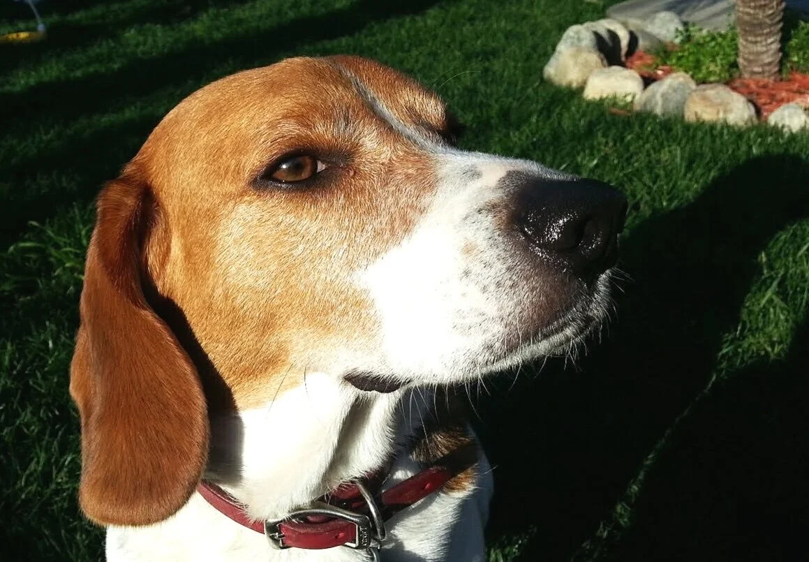 Veterinary Specialty Group of Glendora