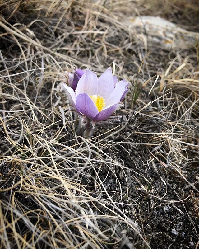 The hairbingers of spring, the prairie crocuses (anemone patens) are up! At first just appearing as furry shoots before they fully open, look for these guys on warm somewhat sandy south facing slopes. The buffalo beans should be soon to follow. ❤️
