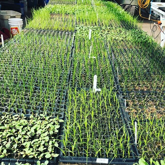 Happy Earth Day from all of us at K &amp; S Growers. These baby wetland, grass, and native forb species are growing fast to be planted for revegetation, rehabilitation and reclamation projects this summer 🙌🏻🌱