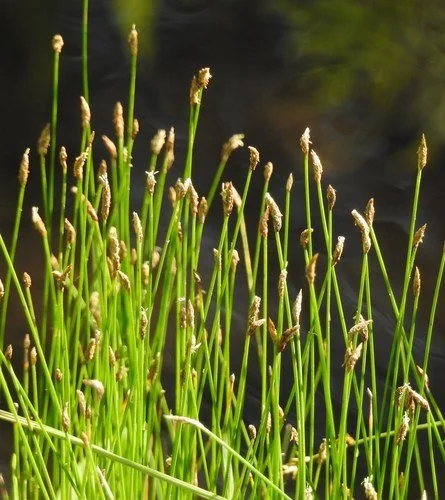 Creeping Spike Rush (Eleocharis palustris)