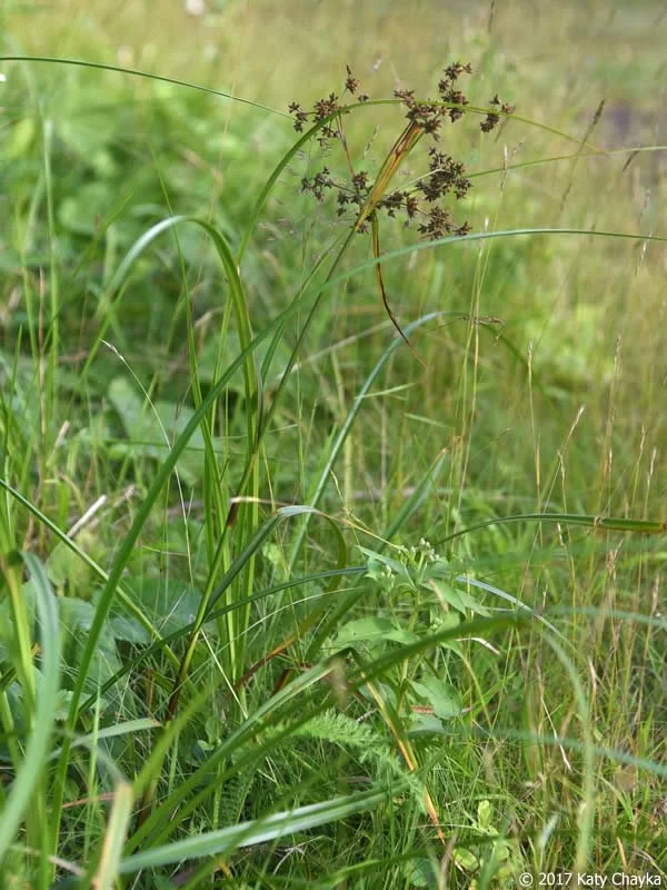 Small Fruited Bulrush (Scirpus microcarpus)