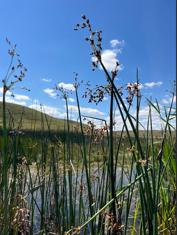 Softstem Bulrush (Schoenoplectus tabernaemontani)