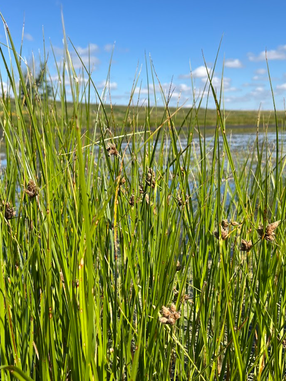 Prairie Bulrush (Bolboschoenus maritimus)