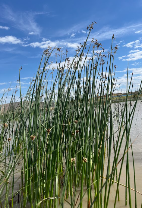 Hardstem Bulrush (Schoenoplectus acutus)