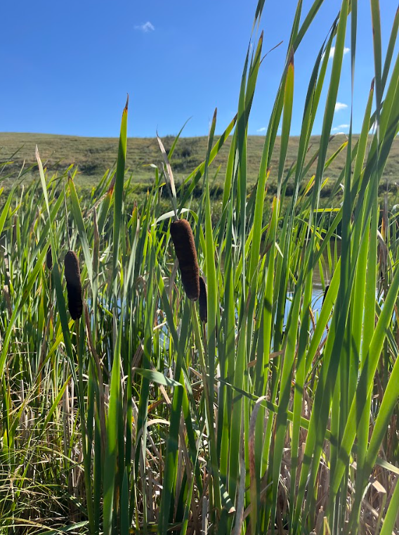 Cattail (Typha spp.)