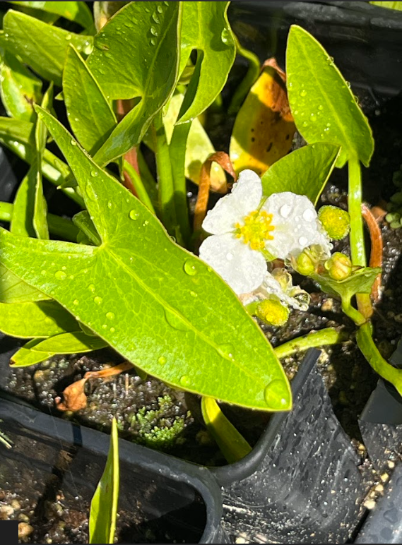 Arum-leaved Arrowhead (Sagittaria cuneata)