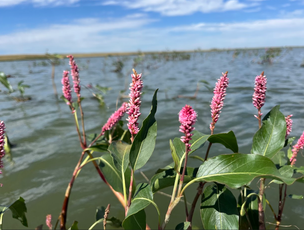 Water Smartweed (Persicaria amphibia)