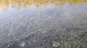 White Water Crowfoot (Ranunculus aquatilis)