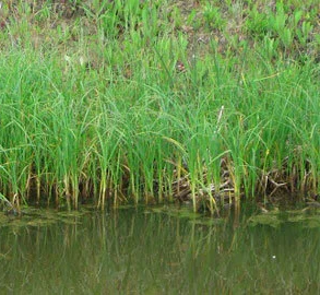 Water Sedge (Carex aquatilis)