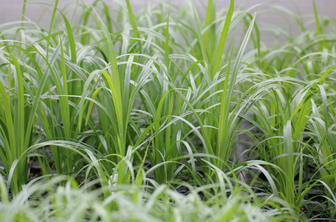 Awned Sedge (Carex atherodes)