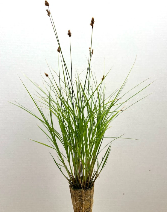 Bebb’s Sedge (Carex bebbii)