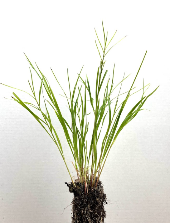 Fowl Manna Grass (Glyceria striata)