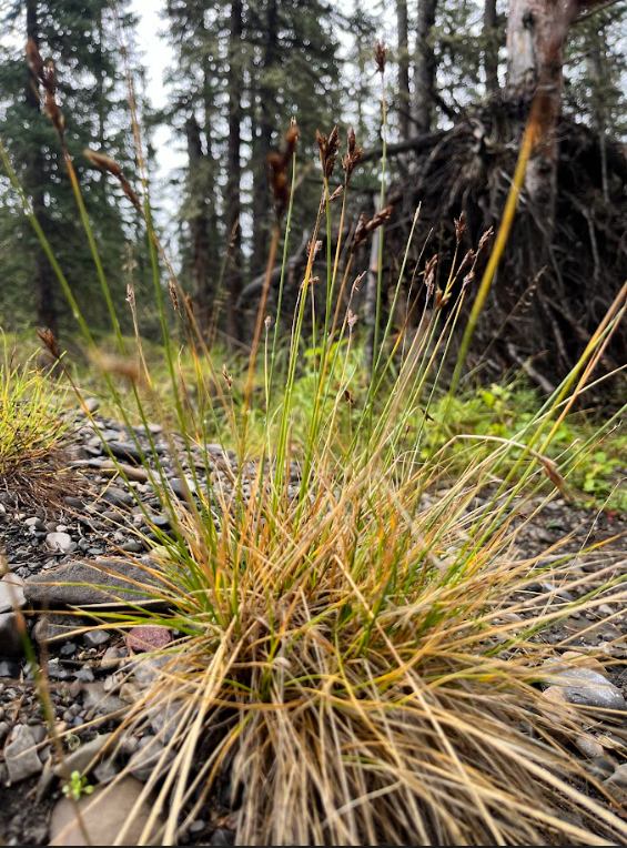 Thickhead Sedge (Carex pachystachya)