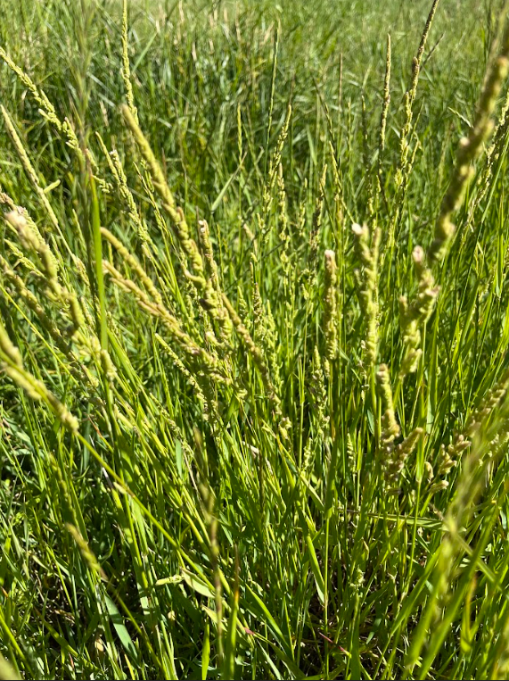 Slough Grass (Beckmannia syzigachne)  