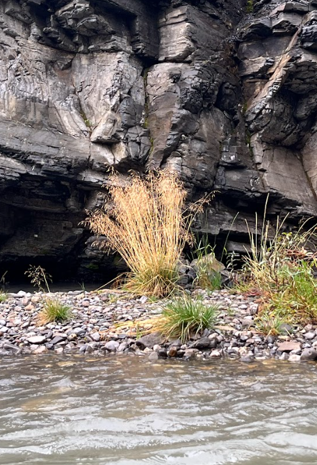 Tufted Hairgrass (Deschampsia cespitosa)  