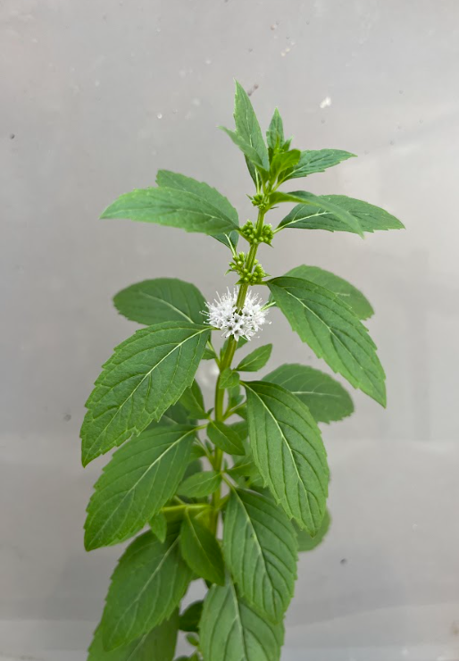 Wild Mint (Mentha arvensis)