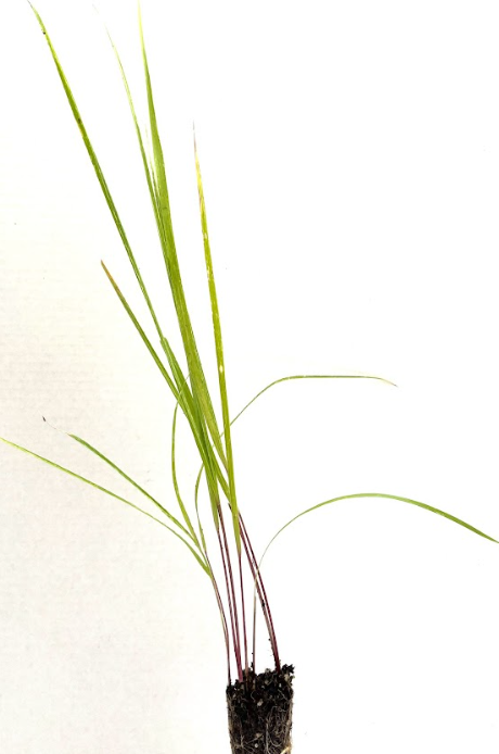 Sweetgrass ( Anthoxanthum hirtum)