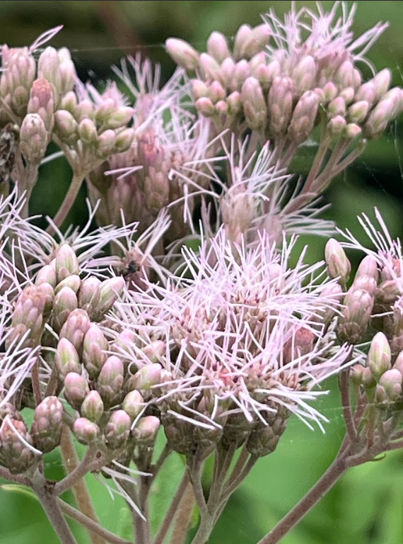 Joe-Pye Weed (Eutrochium maculatum)