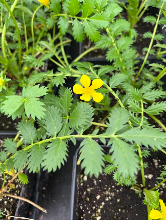 Silverweed (Argentina anserina)