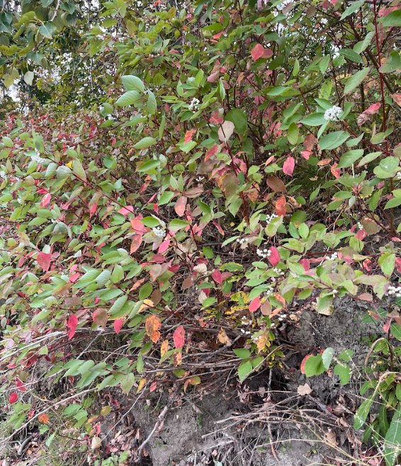Red Osier Dogwood (Cornus sericea)