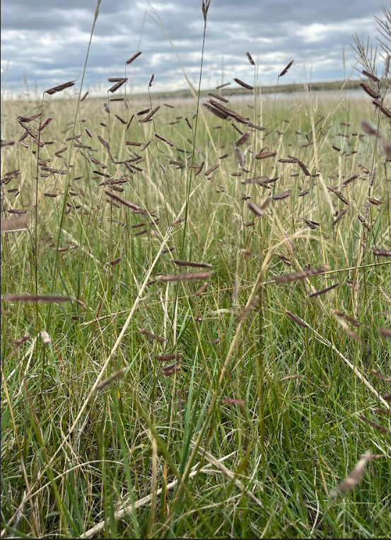 Blue Grama (Bouteloua gracilis)