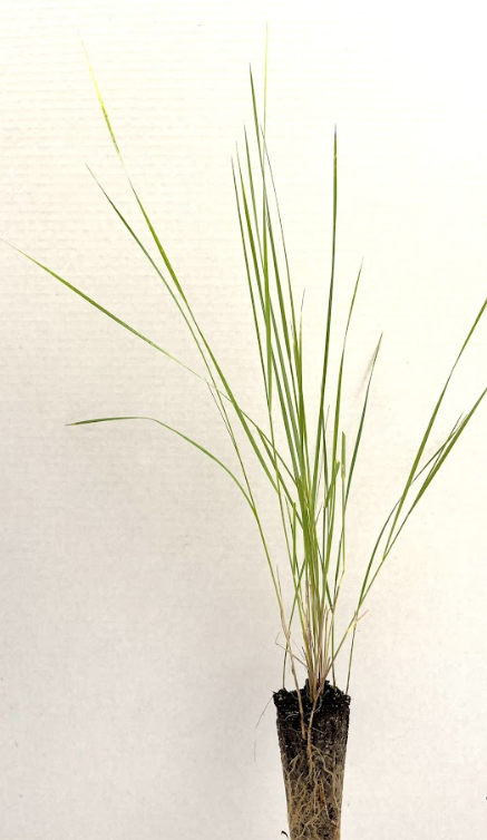 Western Wheatgrass (Pascopyrum smithii)