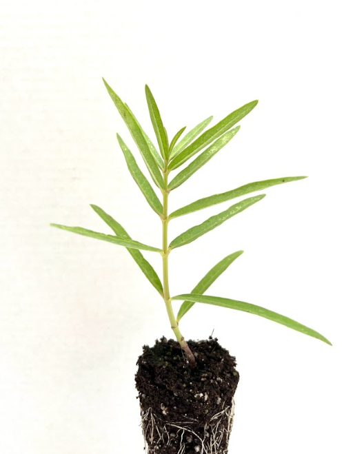 Showy Milkweed (Asclepias speciosa)